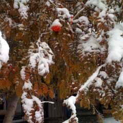 In Denver to teach FRx during snowstorm